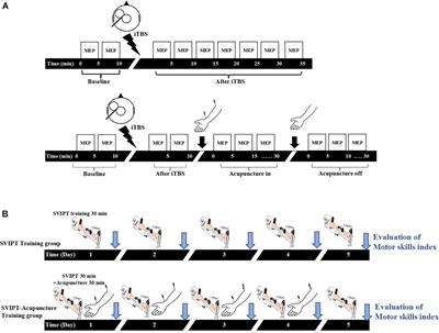 Subsequent Acupuncture Reverses the Aftereffects of Intermittent Theta-Burst Stimulation